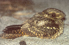 The Seasonal Almanac: Whippoorwill Habitats